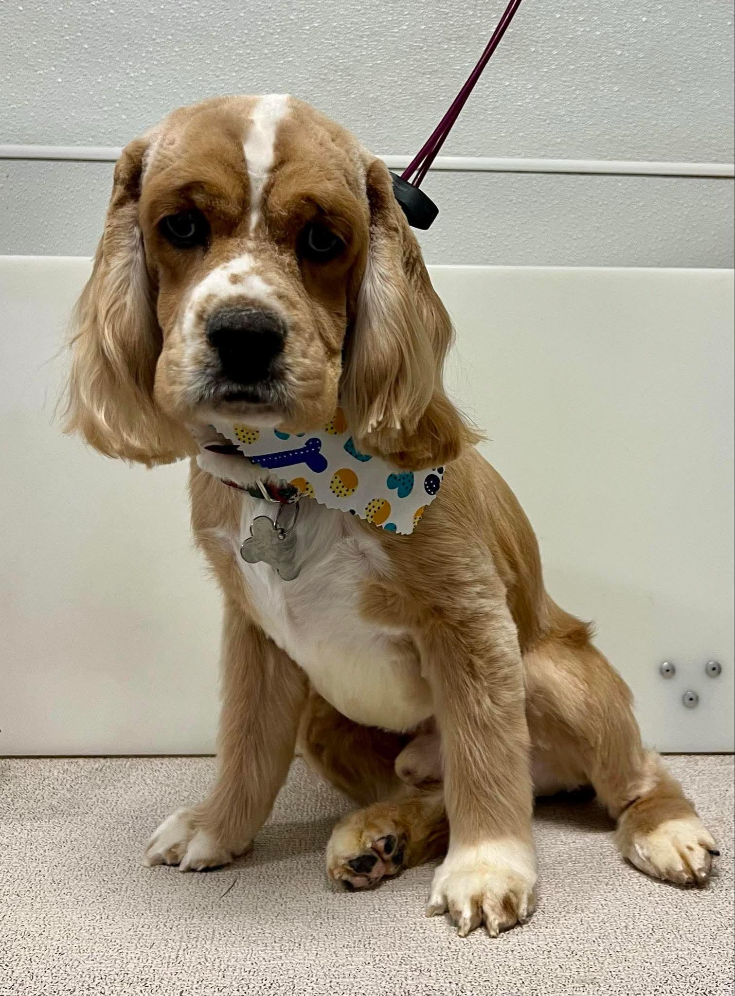 Enlarge Dusty, a Adoptable Cocker Spaniel in Brandon, SD image 1/1