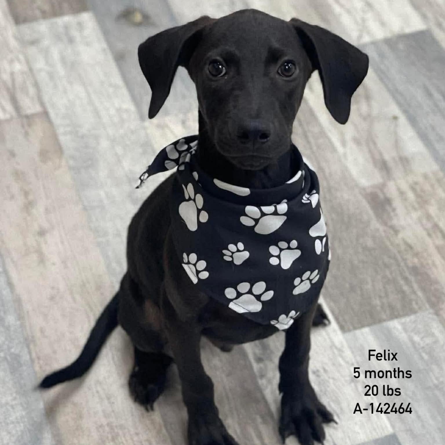 Felix - Local October 9-11, Adoptable, Puppy Male Labrador Retriever.