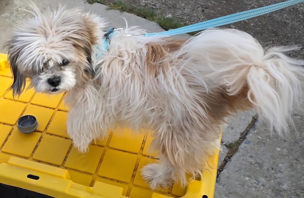 Dixon, Adoptable, Adult Male Havanese & Shih Tzu.