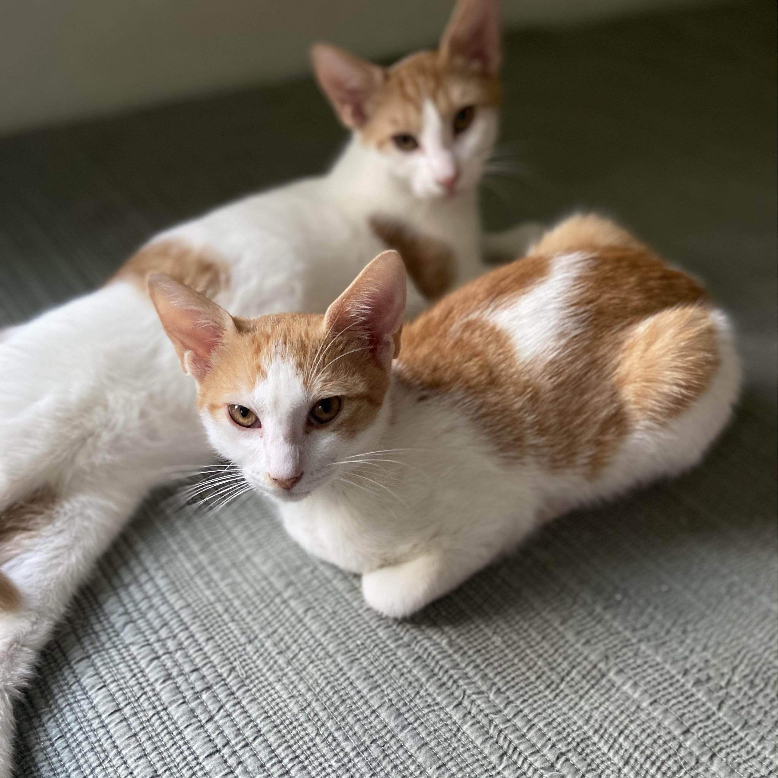 George and Fred, an adopted Domestic Short Hair in St. Petersburg, FL image 4/6