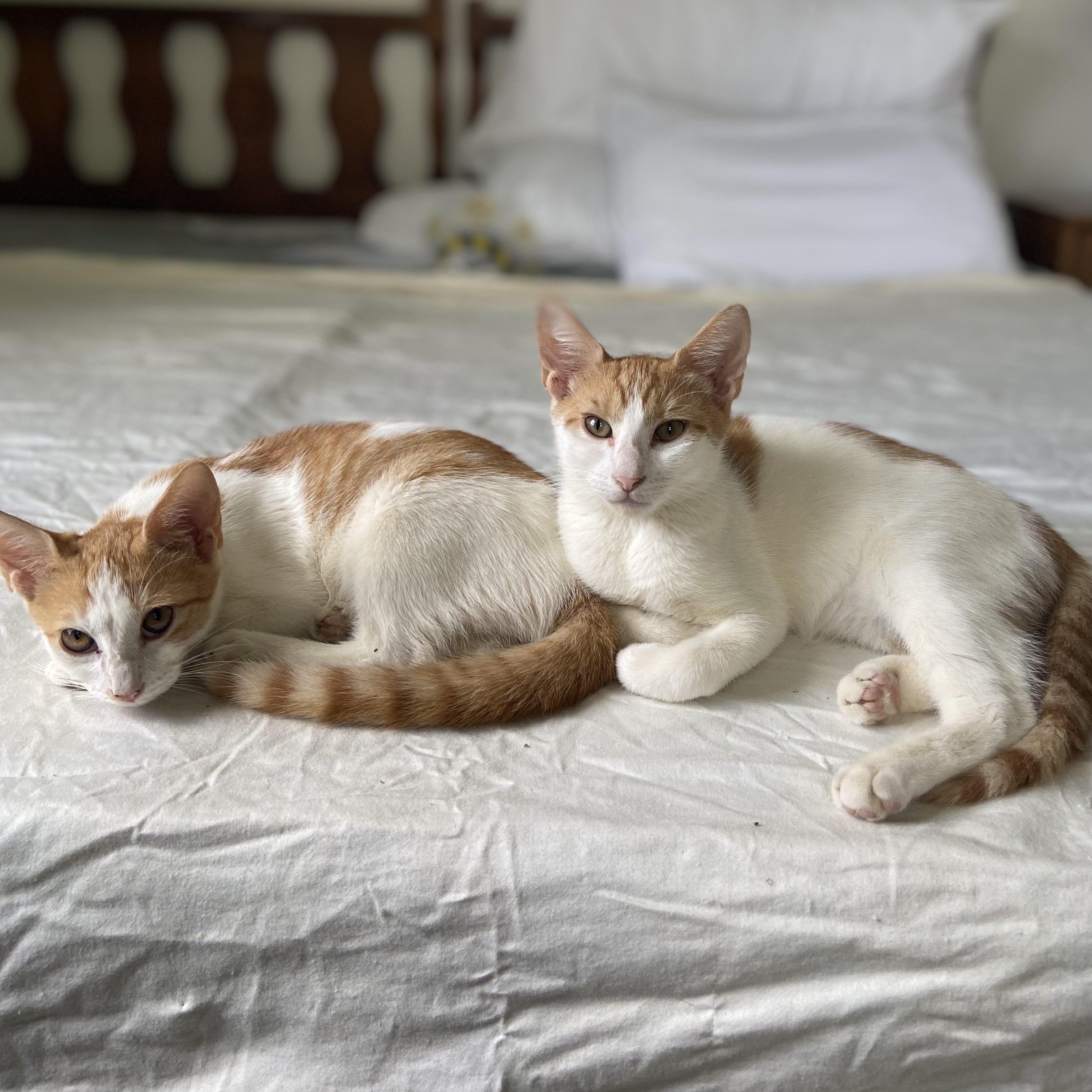 George and Fred, adopted, Kitten Male Domestic Short Hair.