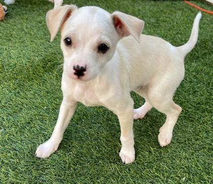 Bon Jovi, Adoptable, Puppy Female Mixed Breed & Mixed Breed.