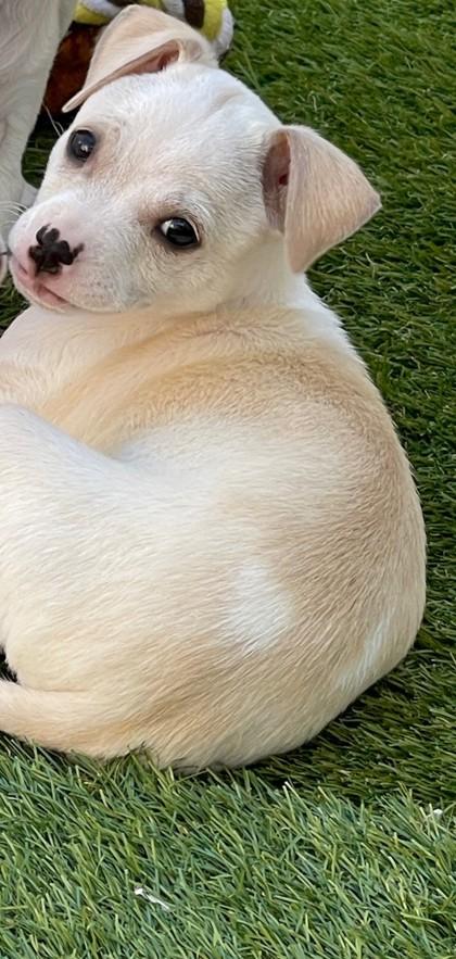 Enlarge Bon Jovi, a Adoptable mixed breed in Pleasanton, CA image 2/3