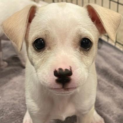 Enlarge Bon Jovi, a Adoptable mixed breed in Pleasanton, CA image 3/3