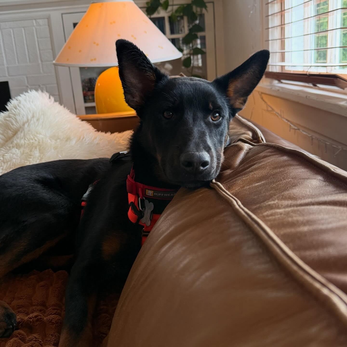 Cosmo , adopted, Young Male German Shepherd Dog & Cattle Dog.