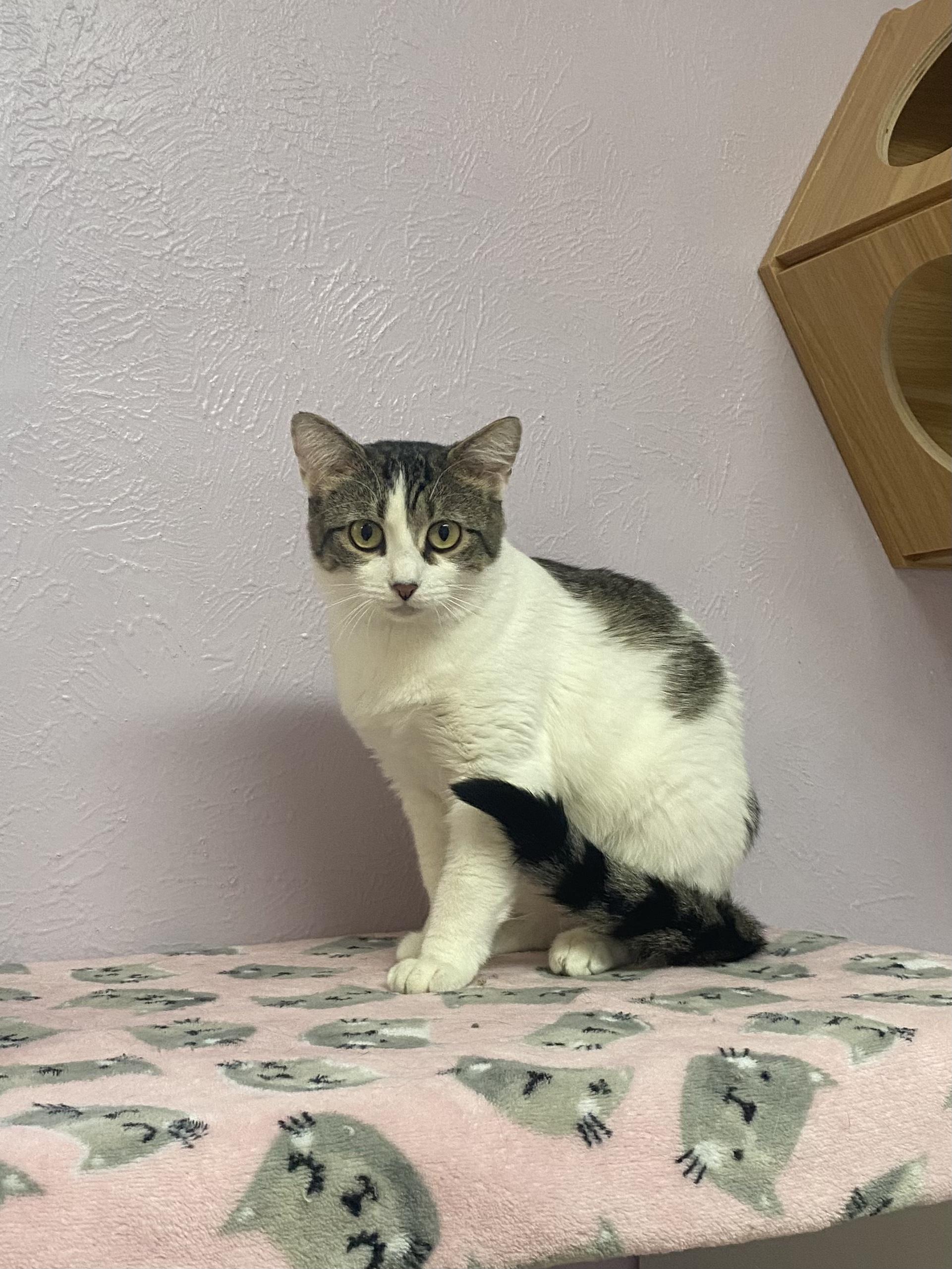 Enlarge Bitsy, a Adoptable mixed breed in Lakewood, CO image 1/3