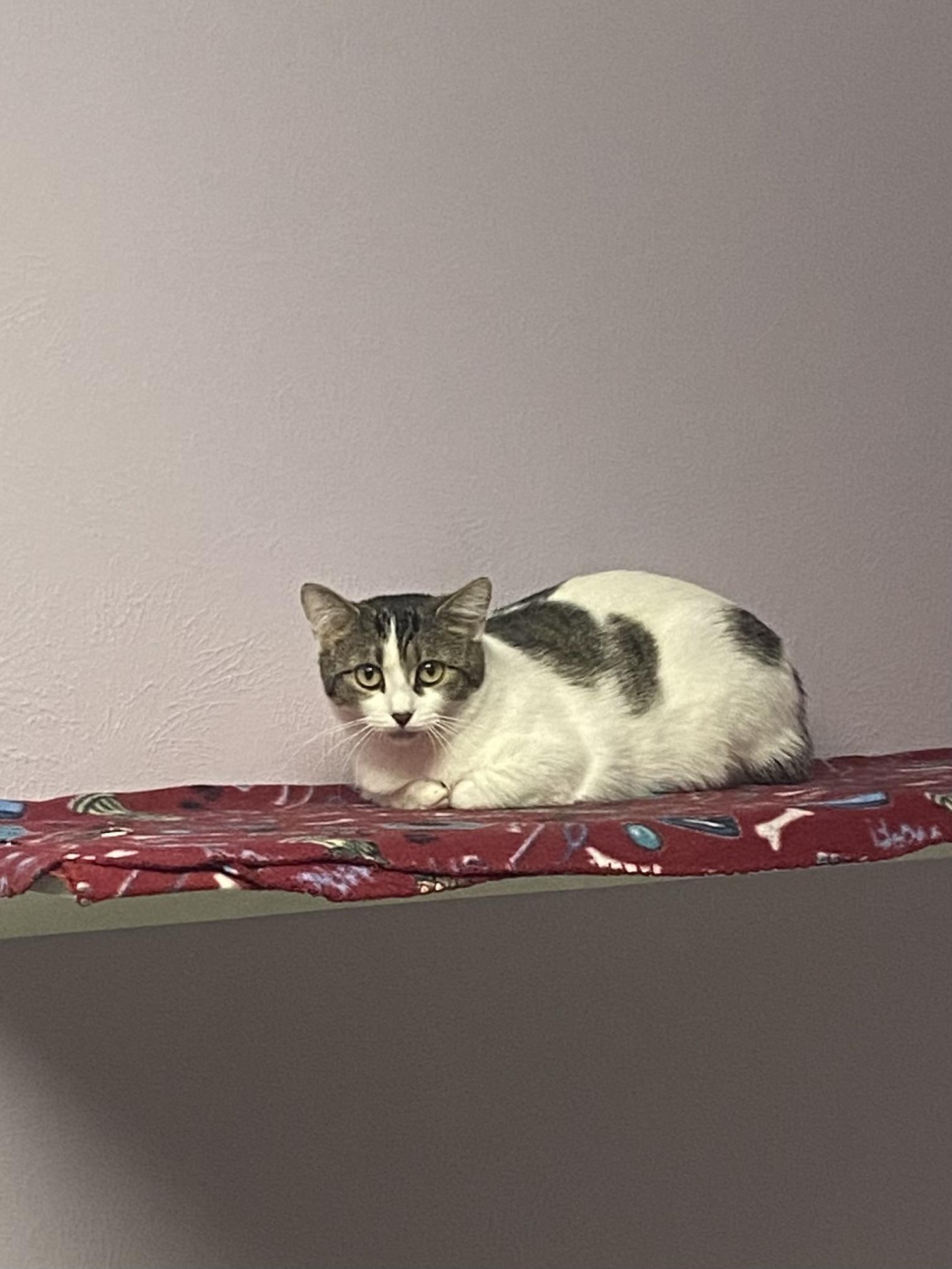 Enlarge Bitsy, a Adoptable mixed breed in Lakewood, CO image 2/3