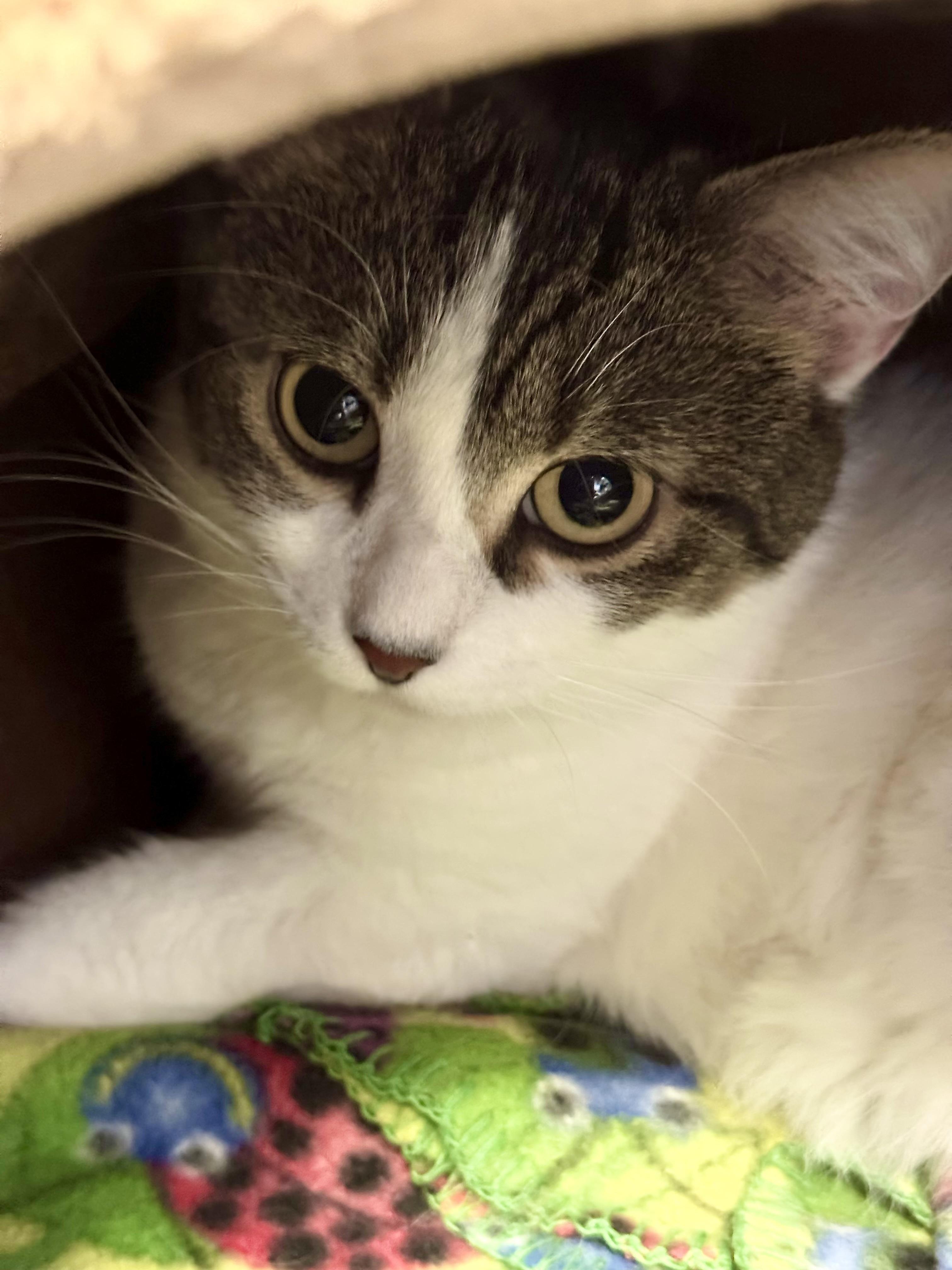 Enlarge Bitsy, a Adoptable mixed breed in Lakewood, CO image 3/3