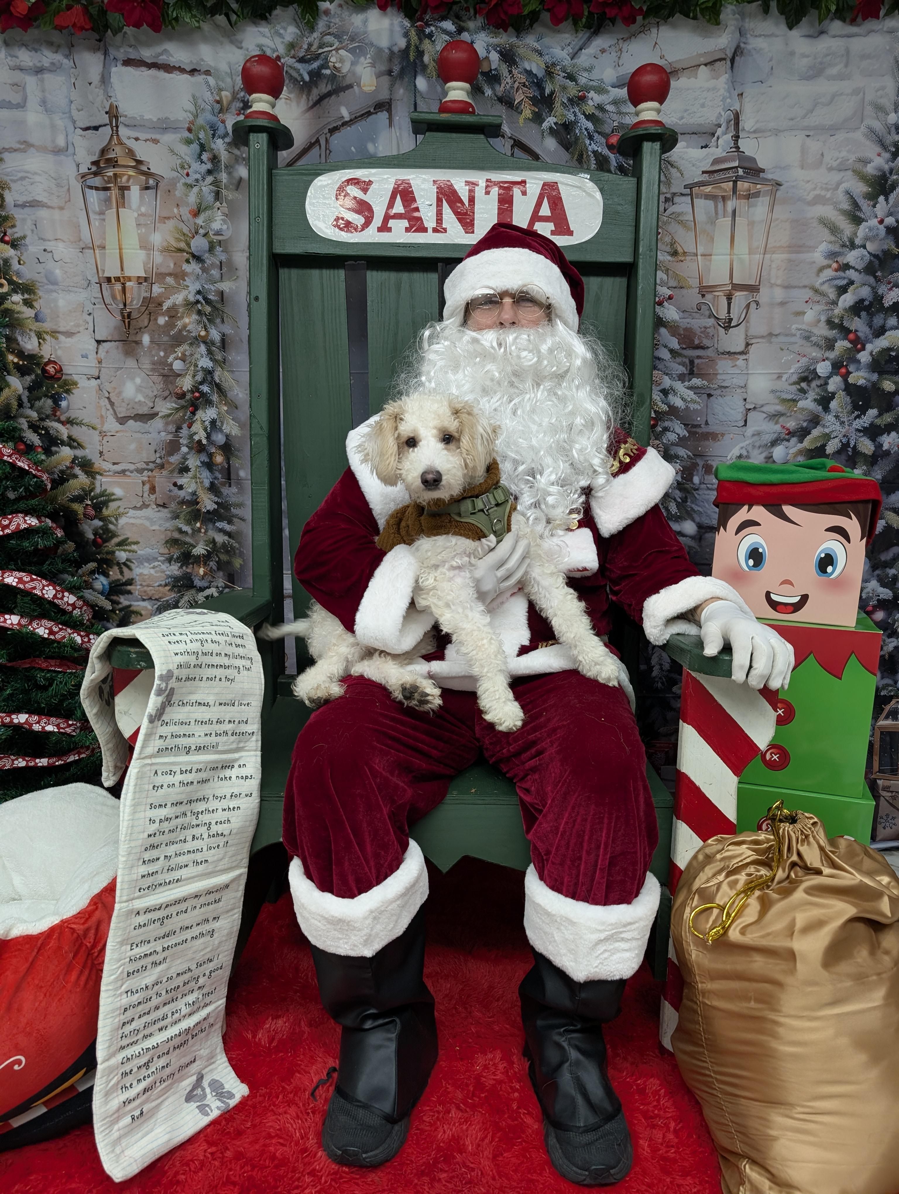 Enlarge Kloud , a Adoptable Poodle in Ozone Park, NY image 4/4