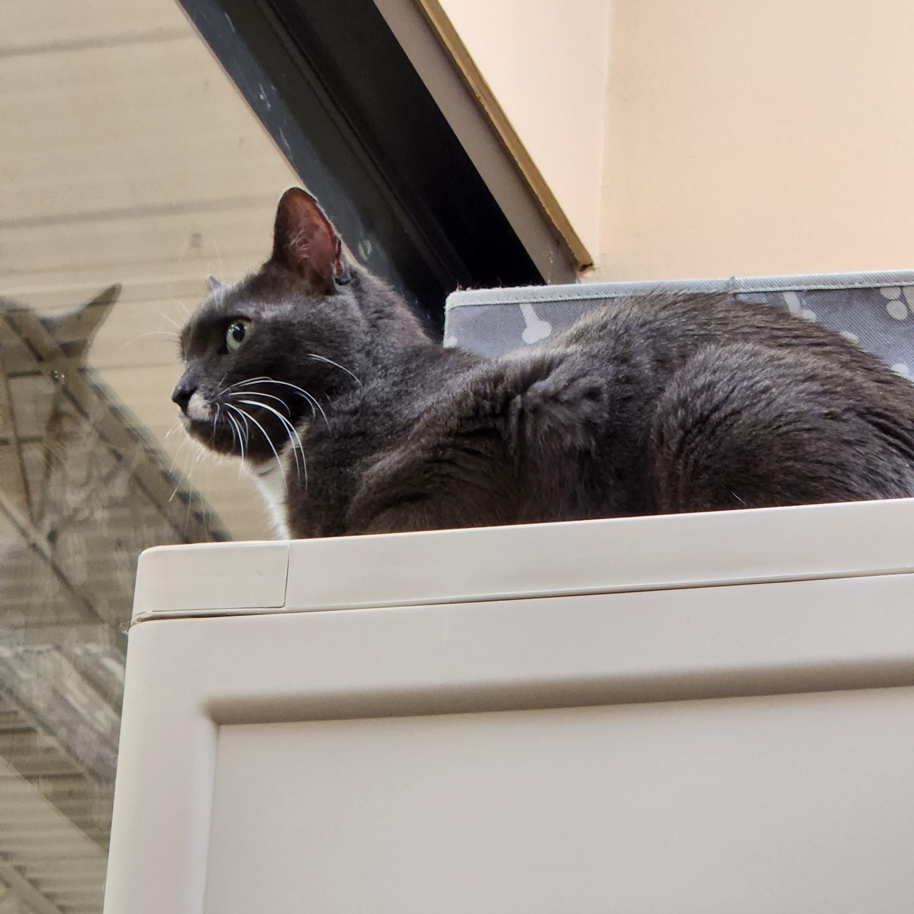 Enlarge Buddy, an adoptable Domestic Short Hair in Duluth, GA image 4/4