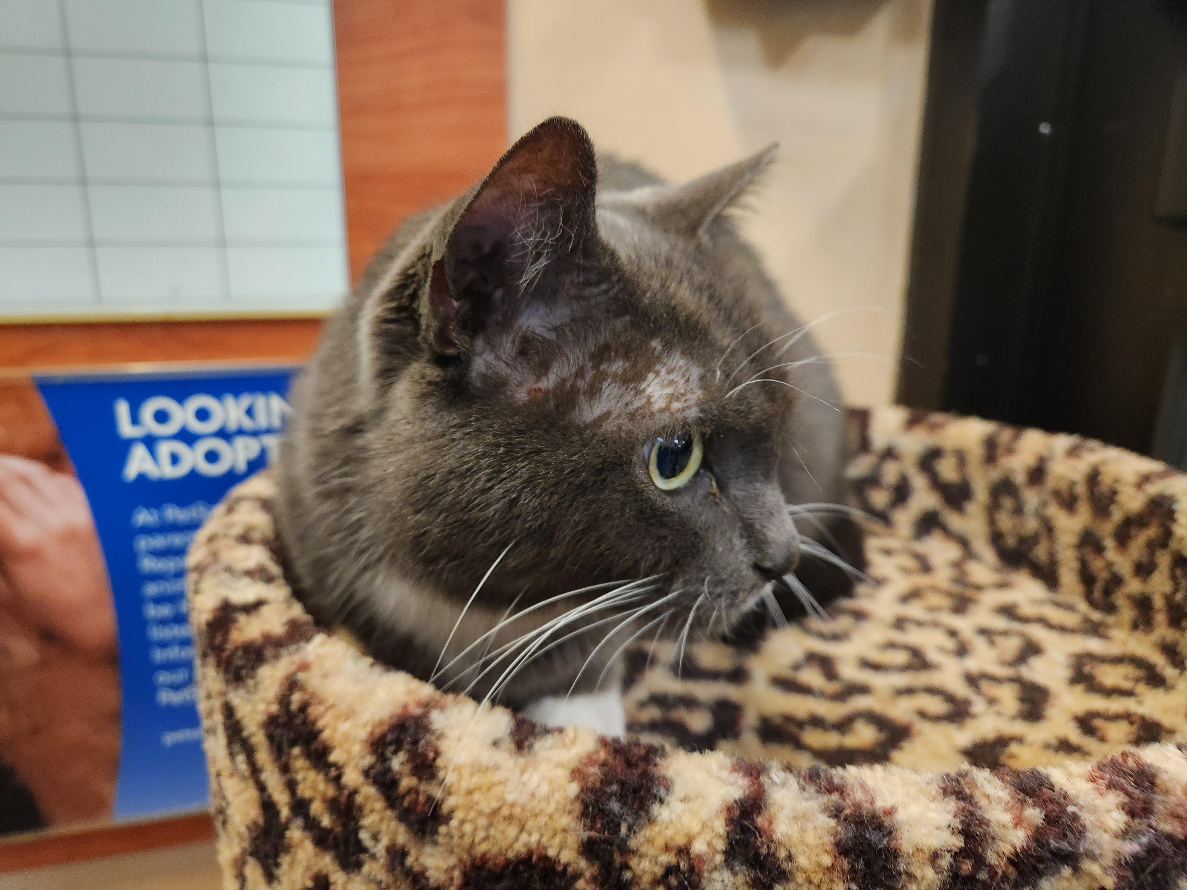 Enlarge Buddy, an adoptable Domestic Short Hair in Duluth, GA image 3/4