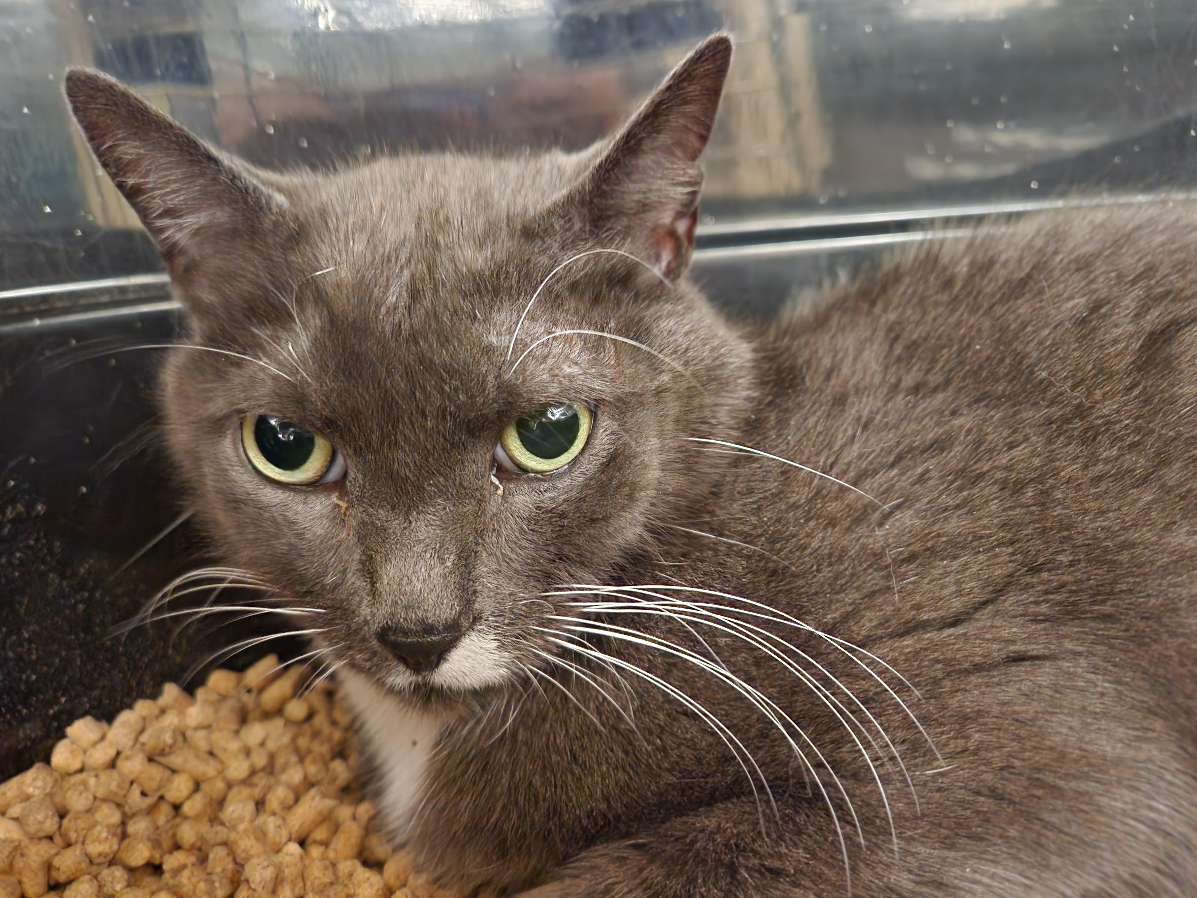 Enlarge Buddy, an adoptable Domestic Short Hair in Duluth, GA image 2/4