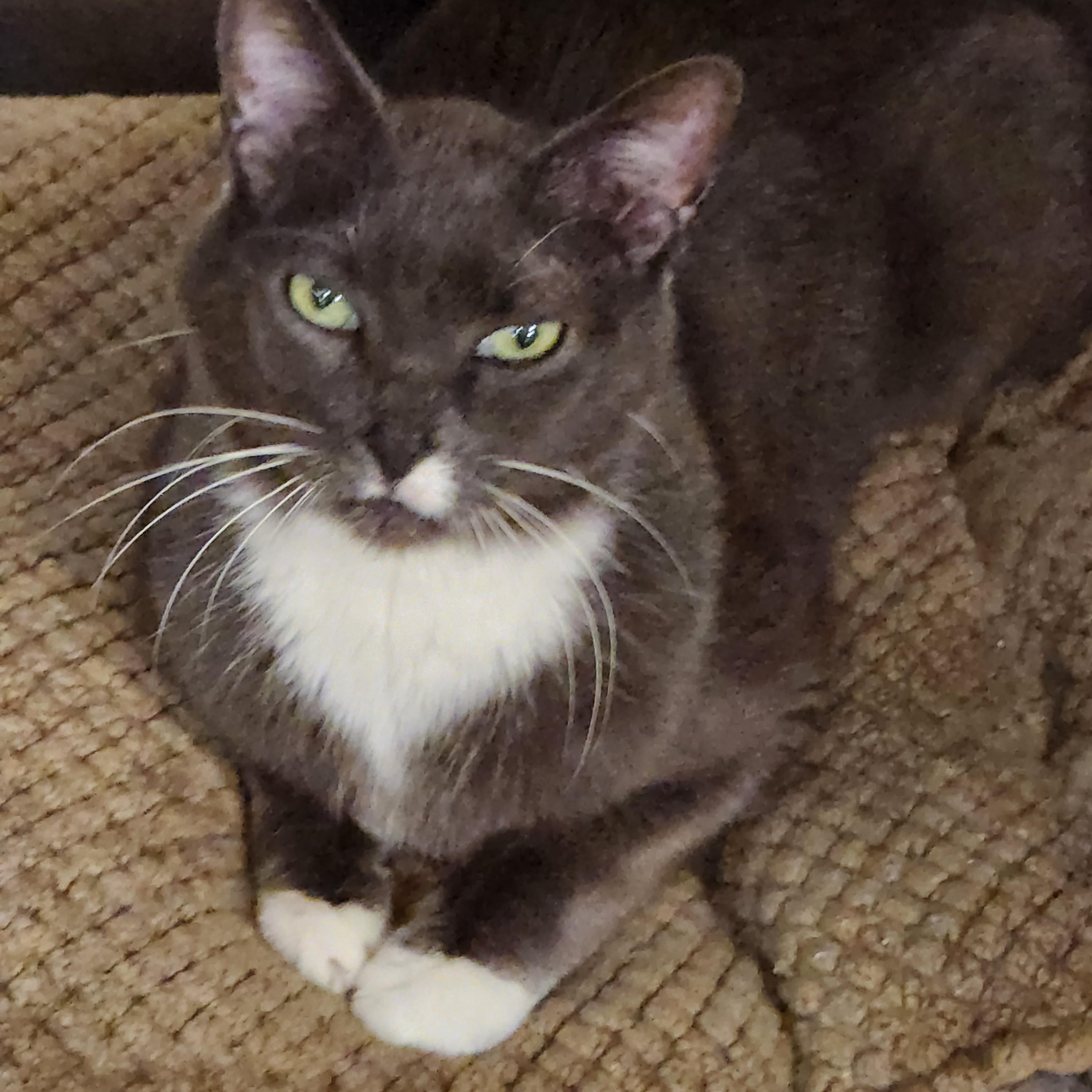 Buddy, adoptable, Adult Male Domestic Short Hair.