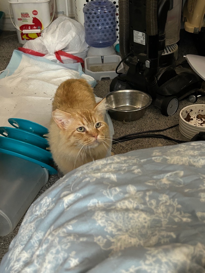 Garfield , Adult Male American Shorthair