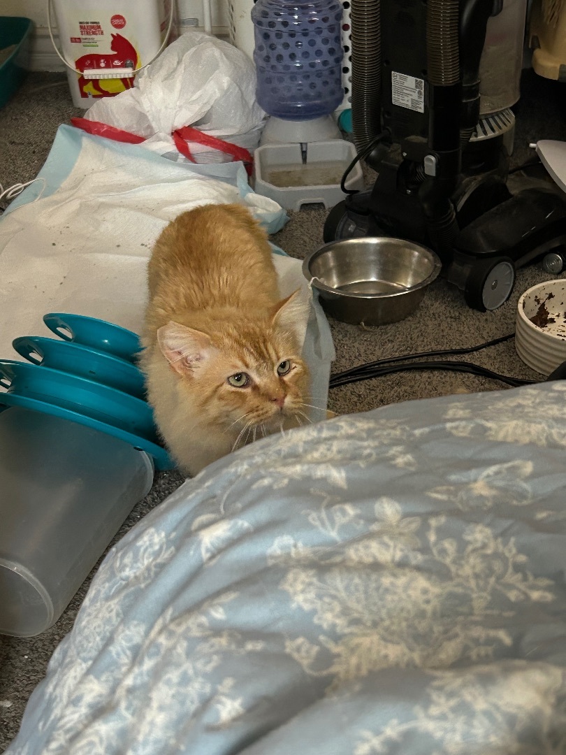 Garfield photo 2