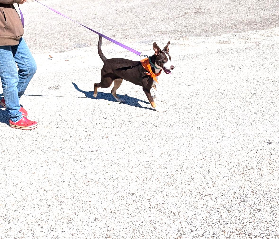 Enlarge Taylor, a Adoptable mixed breed in Coldspring, TX image 5/6