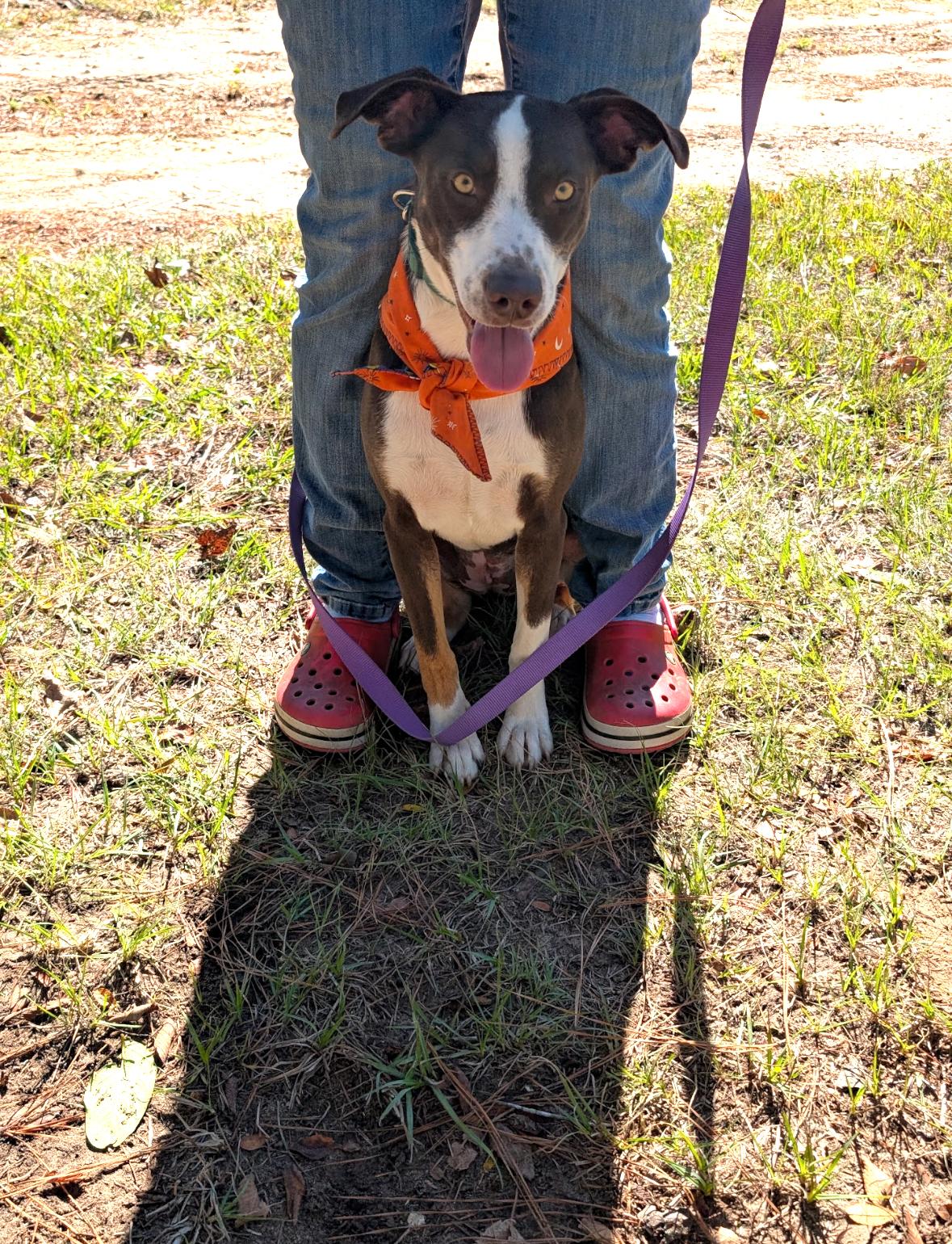 Enlarge Taylor, a Adoptable mixed breed in Coldspring, TX image 1/6