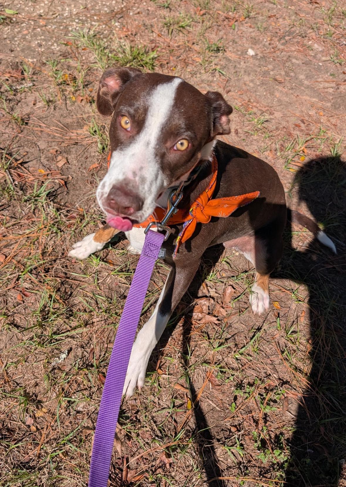 Enlarge Taylor, a Adoptable mixed breed in Coldspring, TX image 2/6