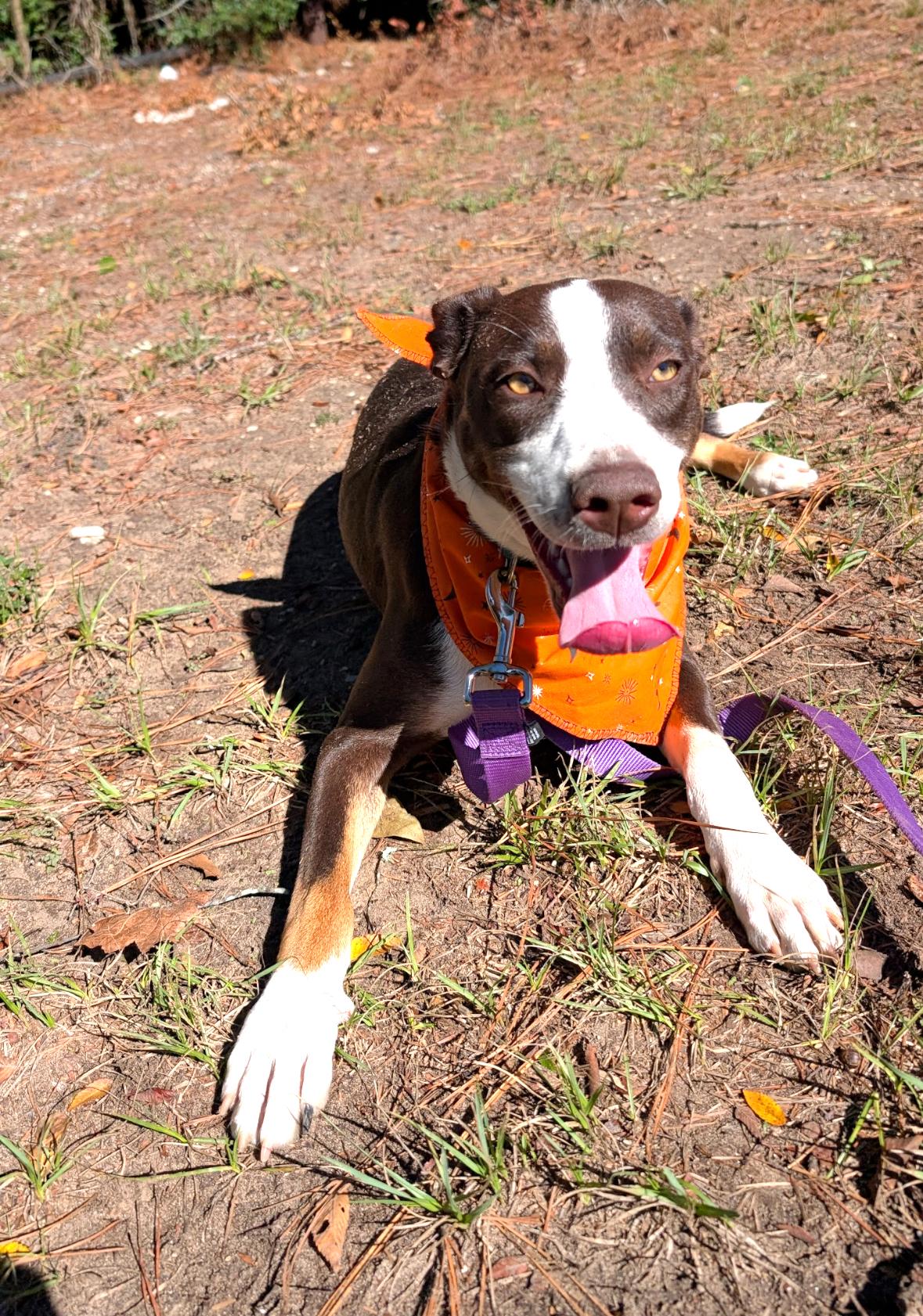Enlarge Taylor, a Adoptable mixed breed in Coldspring, TX image 6/6