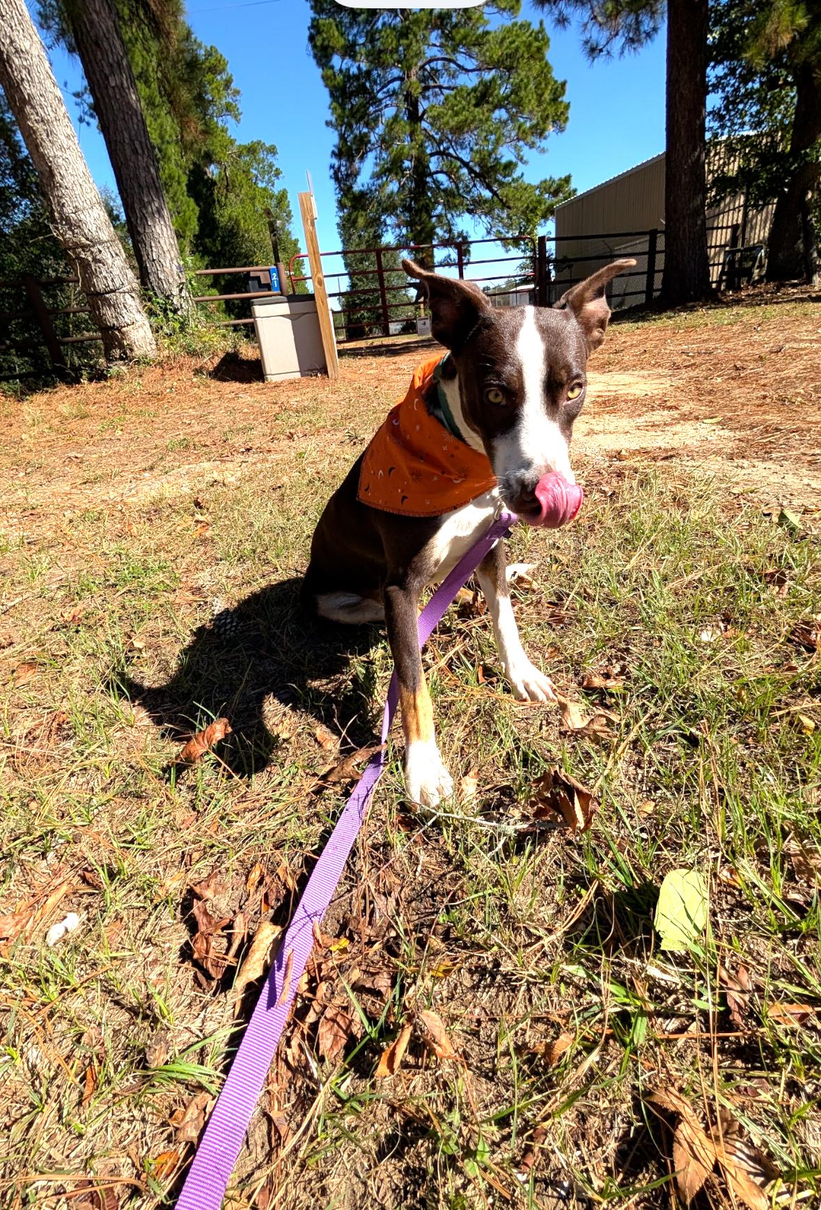 Enlarge Taylor, a Adoptable mixed breed in Coldspring, TX image 4/6