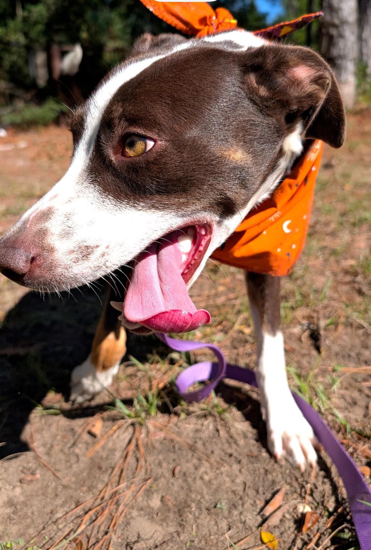 Enlarge Taylor, a Adoptable mixed breed in Coldspring, TX image 3/6