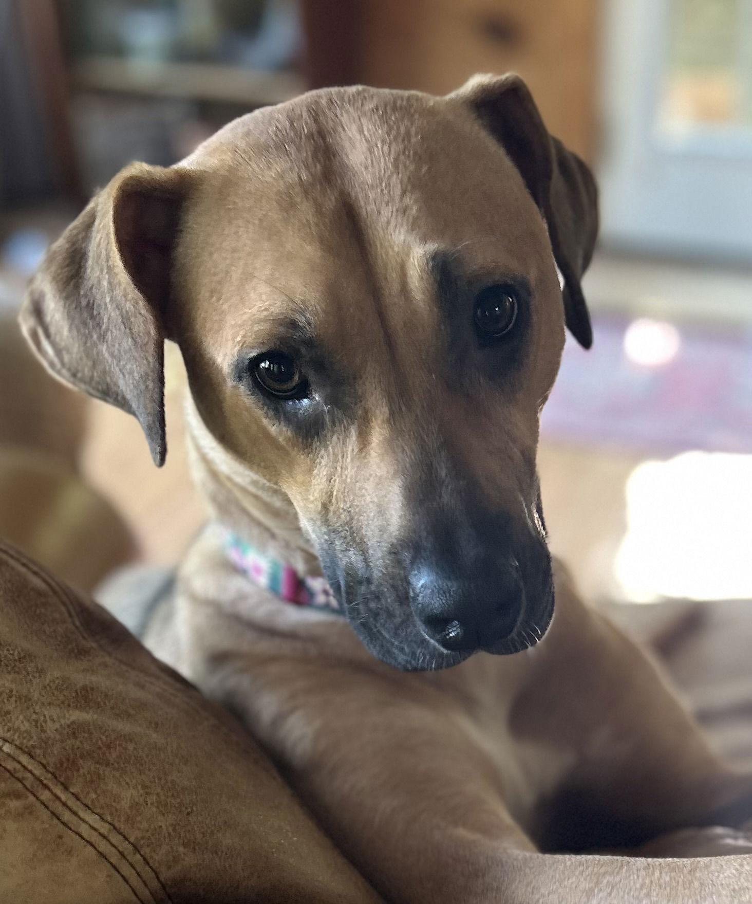 Clara, a Adoptable Black Mouth Cur in Lexington, SC image 1/3