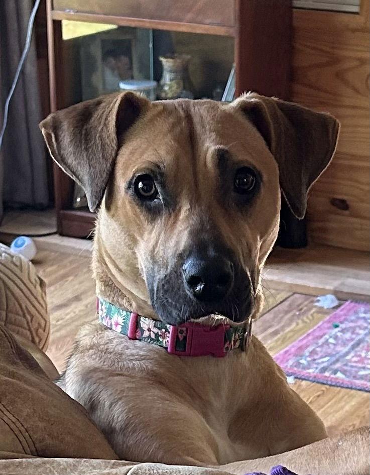 Clara, a Adoptable Black Mouth Cur in Lexington, SC image 2/3
