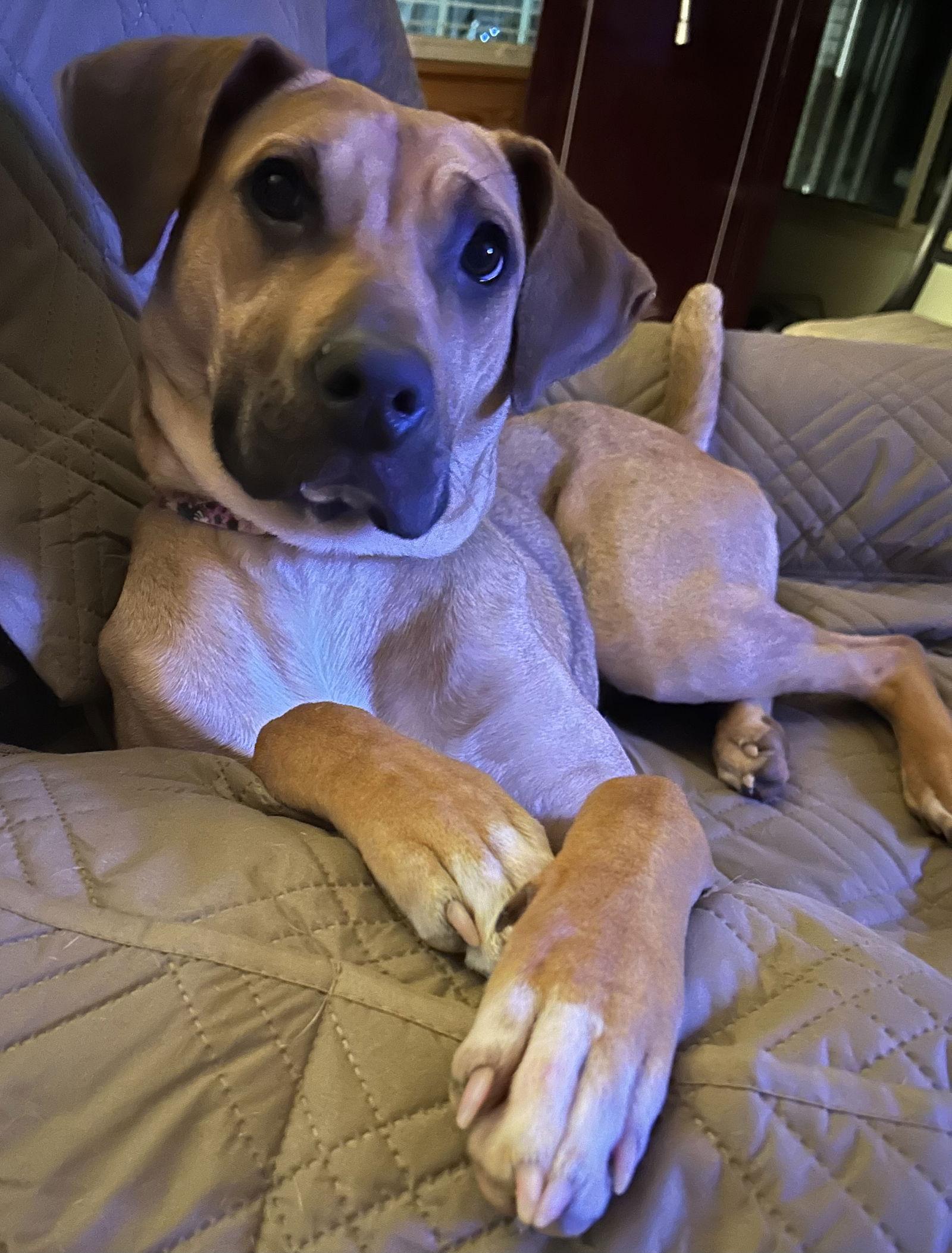 Clara, a Adoptable Black Mouth Cur in Lexington, SC image 3/3