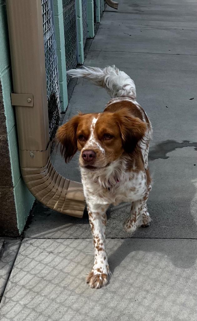 Enlarge Gia, a Adoptable Spaniel in Blountville, TN image 3/6