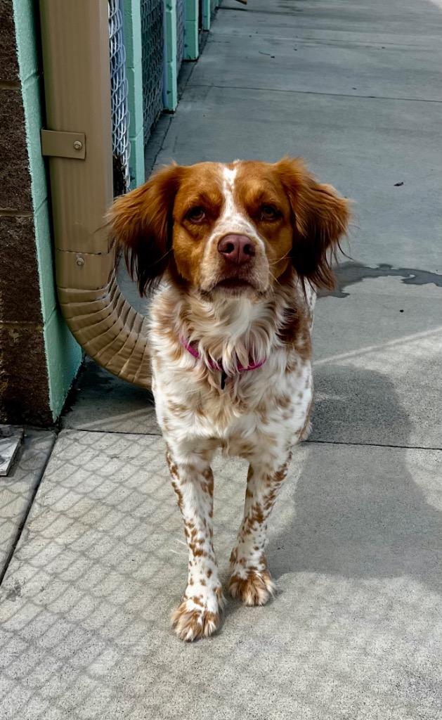 Gia, a Adoptable Spaniel in Blountville, TN image 1/6