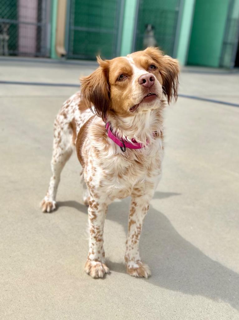 Gia, a Adoptable Spaniel in Blountville, TN image 2/6