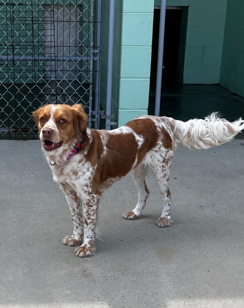 Gia, a Adoptable Spaniel in Blountville, TN image 3/6