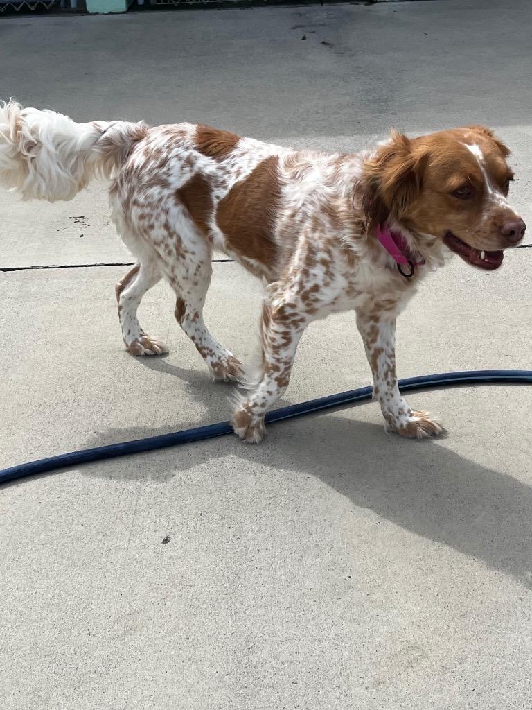 Gia, a Adoptable Spaniel in Blountville, TN image 4/6