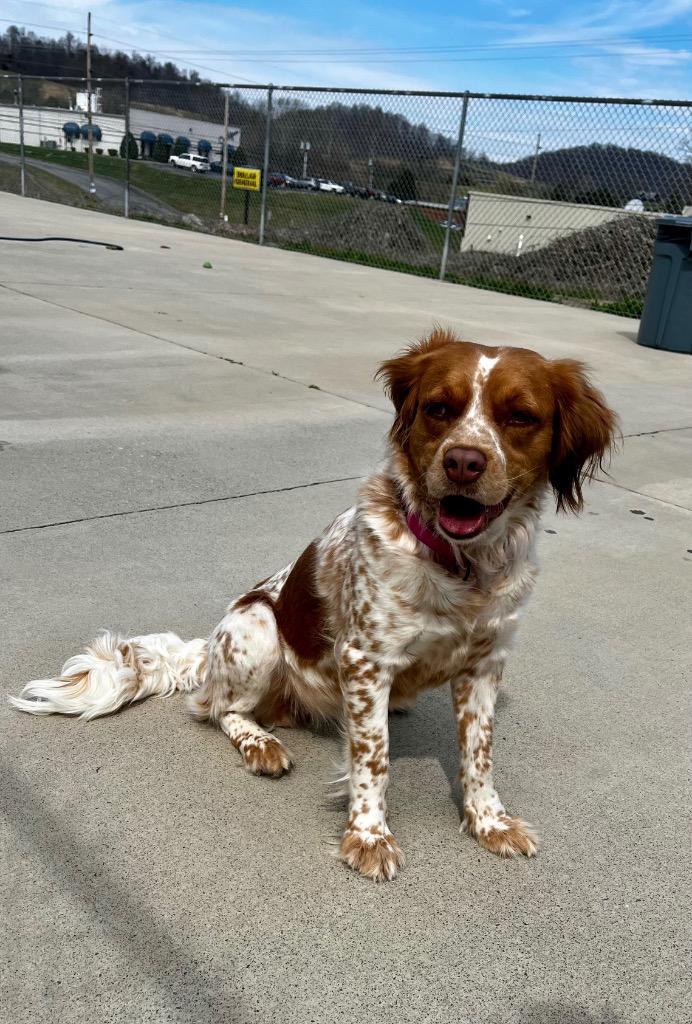 Gia, a Adoptable Spaniel in Blountville, TN image 5/6