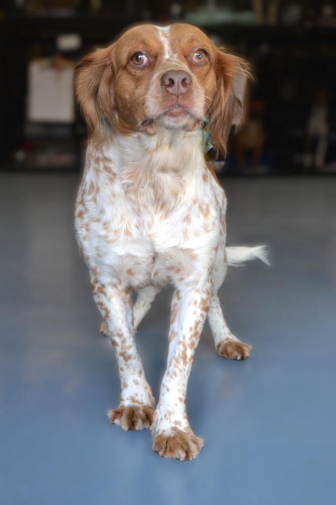 Gia, a Adoptable Spaniel in Blountville, TN image 6/6