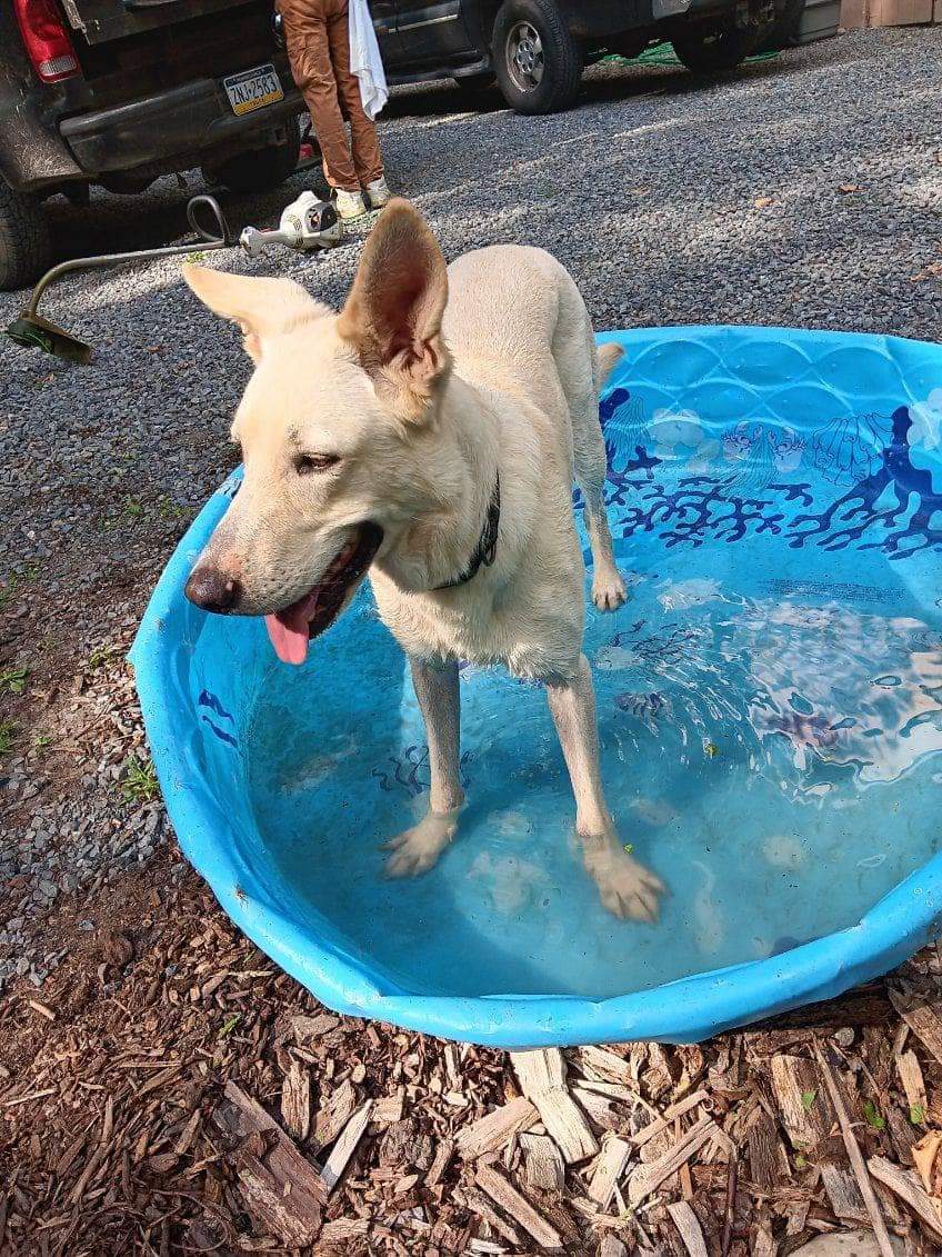 Lincoln, a Adoptable mixed breed image 1/6