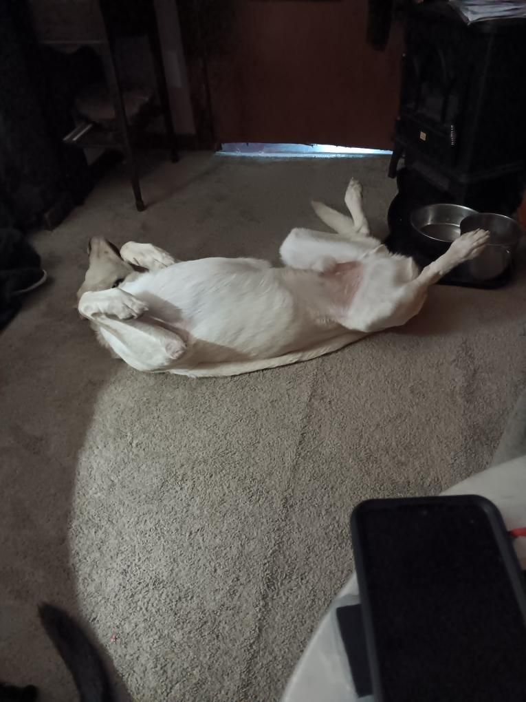 Lincoln, a Adoptable mixed breed image 3/6