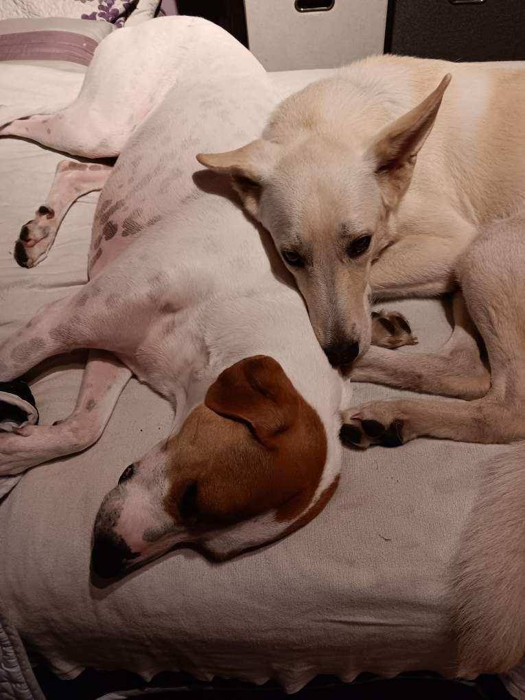 Lincoln, a Adoptable mixed breed image 4/6