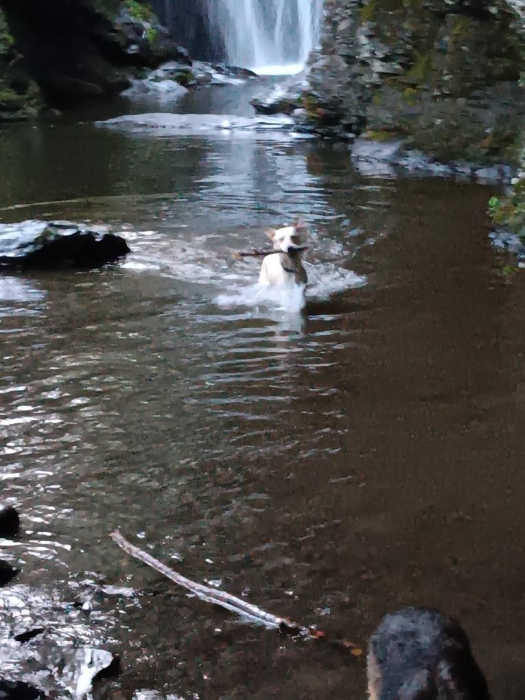 Lincoln, a Adoptable mixed breed image 5/6