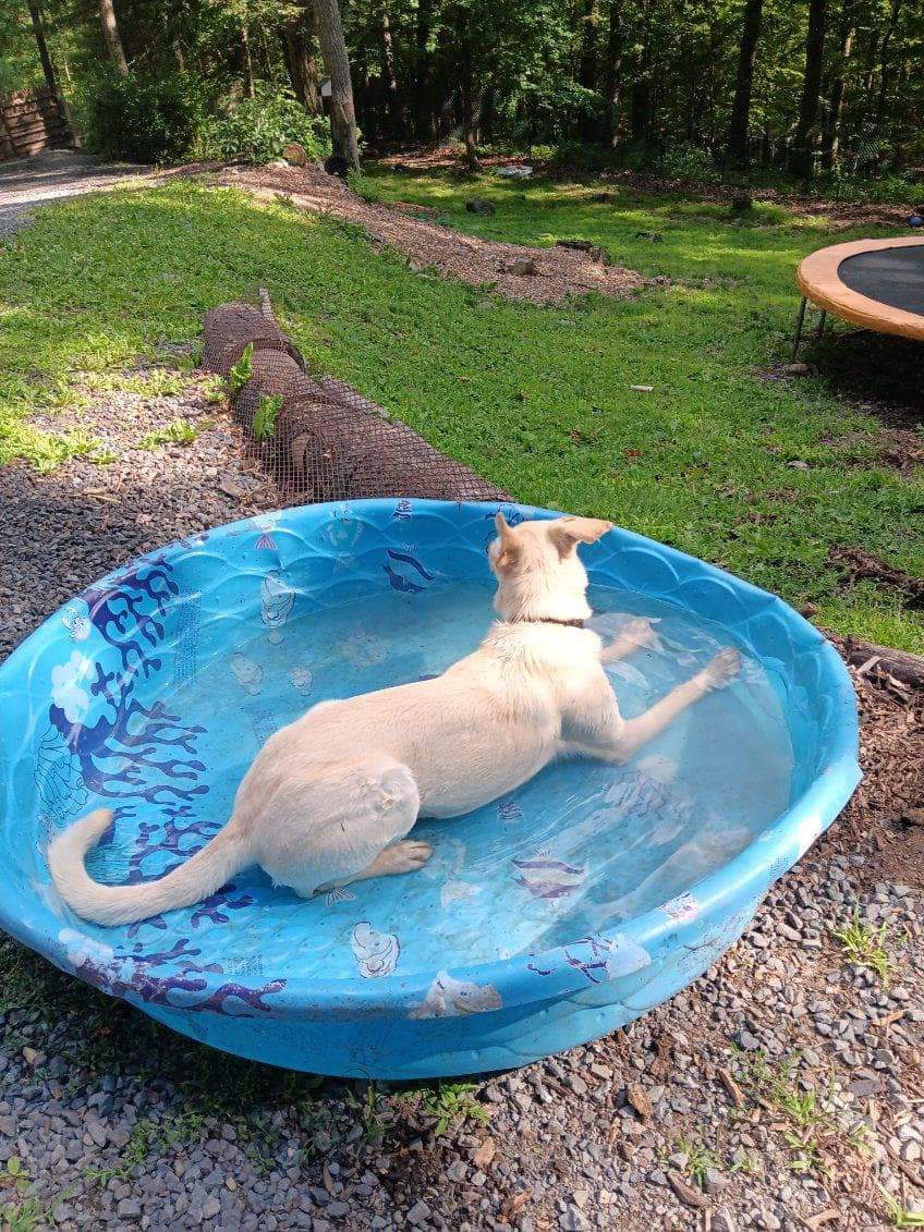 Lincoln, a Adoptable mixed breed image 6/6