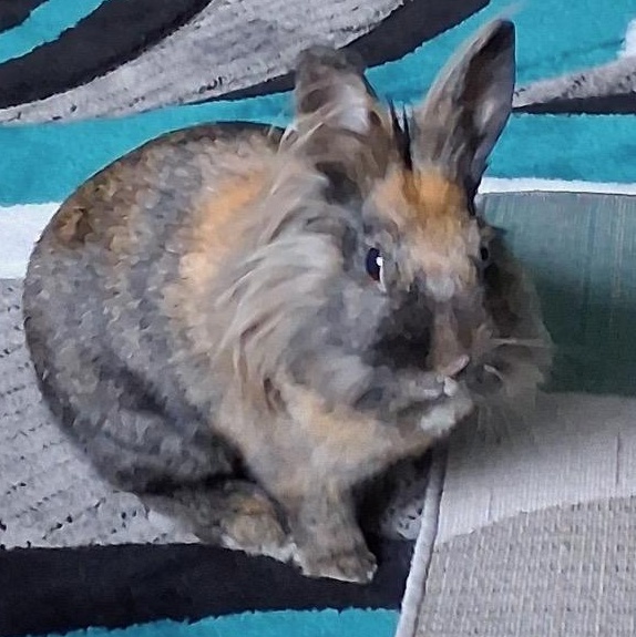 Drew Bunnymore, Adult Female Lionhead
