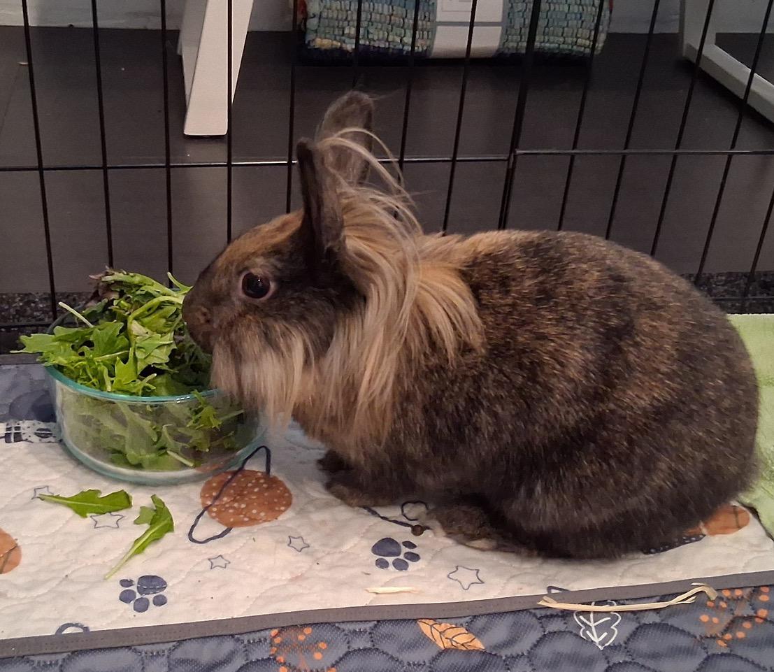 Enlarge Drew Bunnymore, a Adoptable Lionhead in Pittsburgh, PA image 2/5