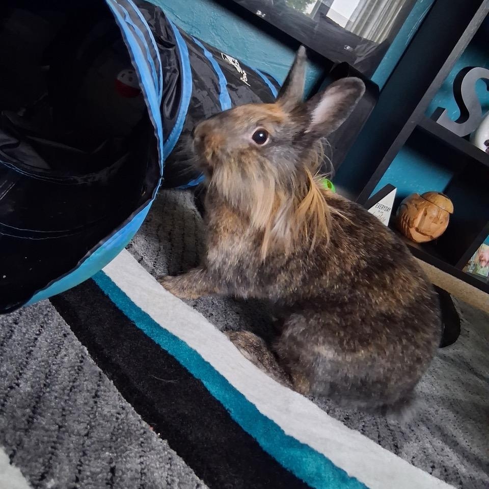 Enlarge Drew Bunnymore, a Adoptable Lionhead in Pittsburgh, PA image 3/5