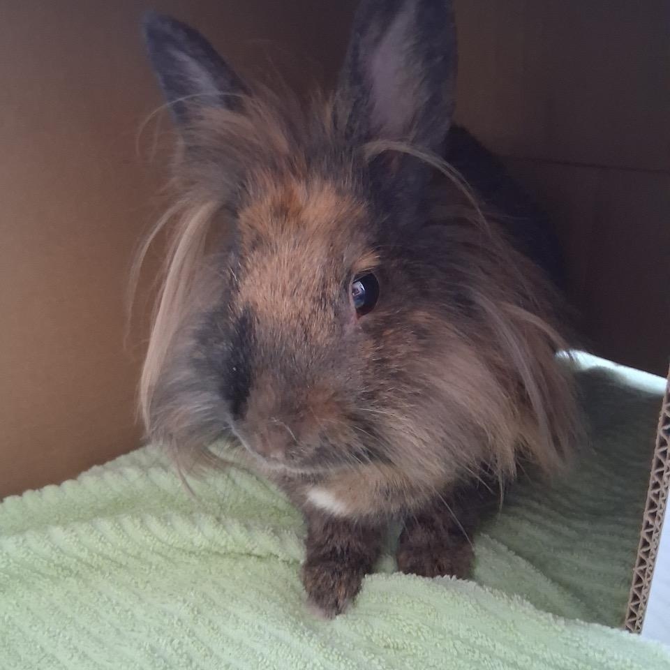 Enlarge Drew Bunnymore, a Adoptable Lionhead in Pittsburgh, PA image 4/5