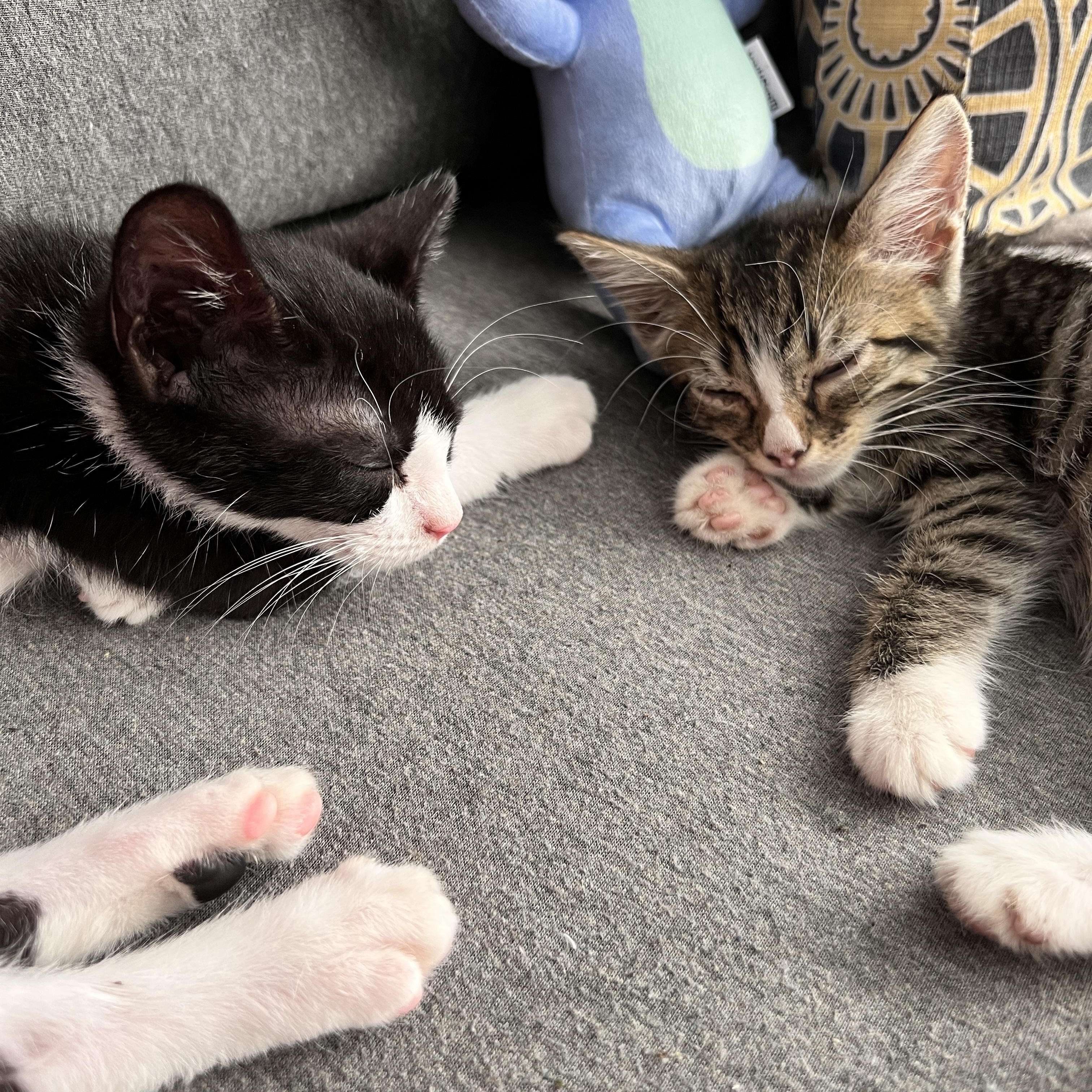 Bailey - extra sweet and BFF’s with Firefly 2