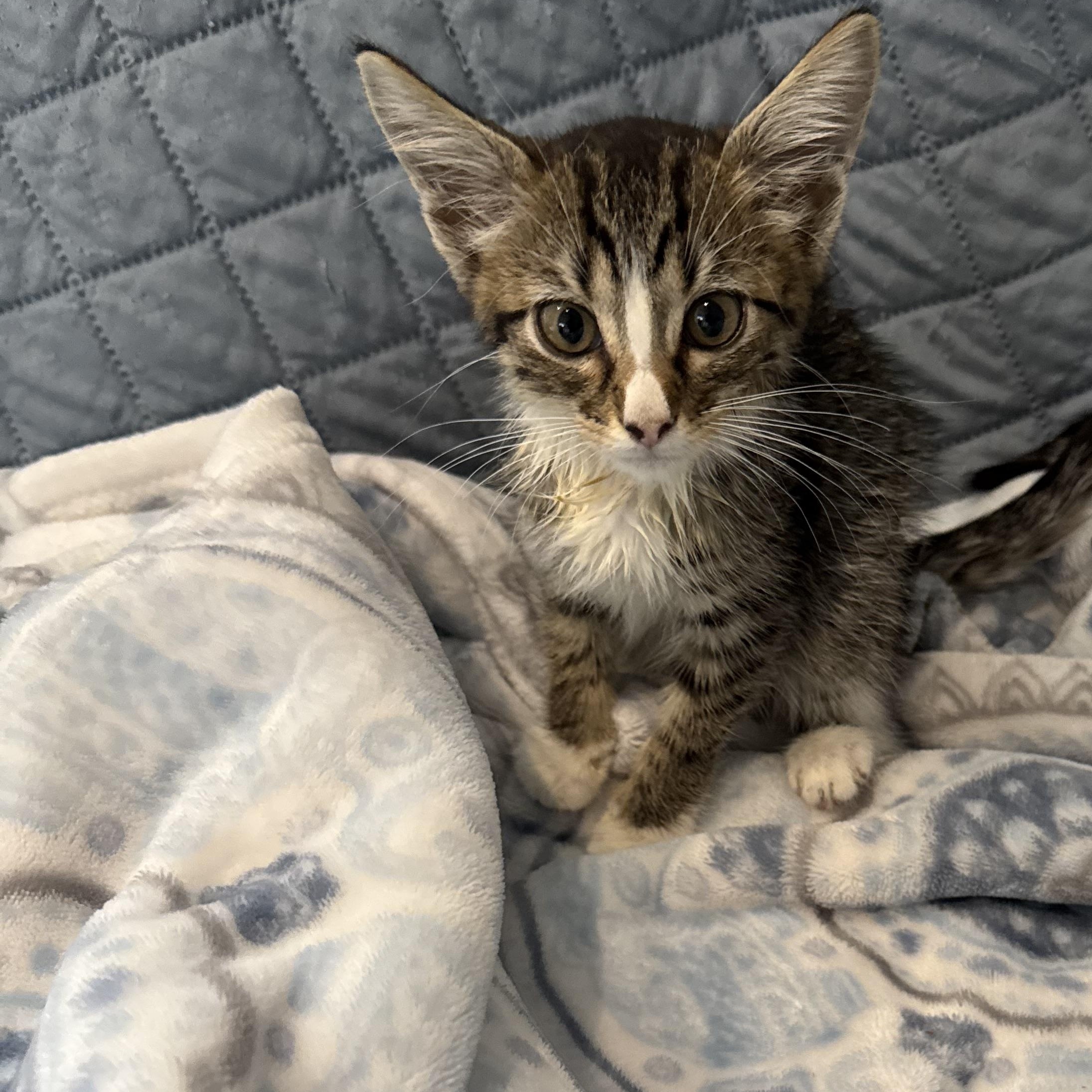 Bailey - extra sweet and BFF’s with Firefly 4