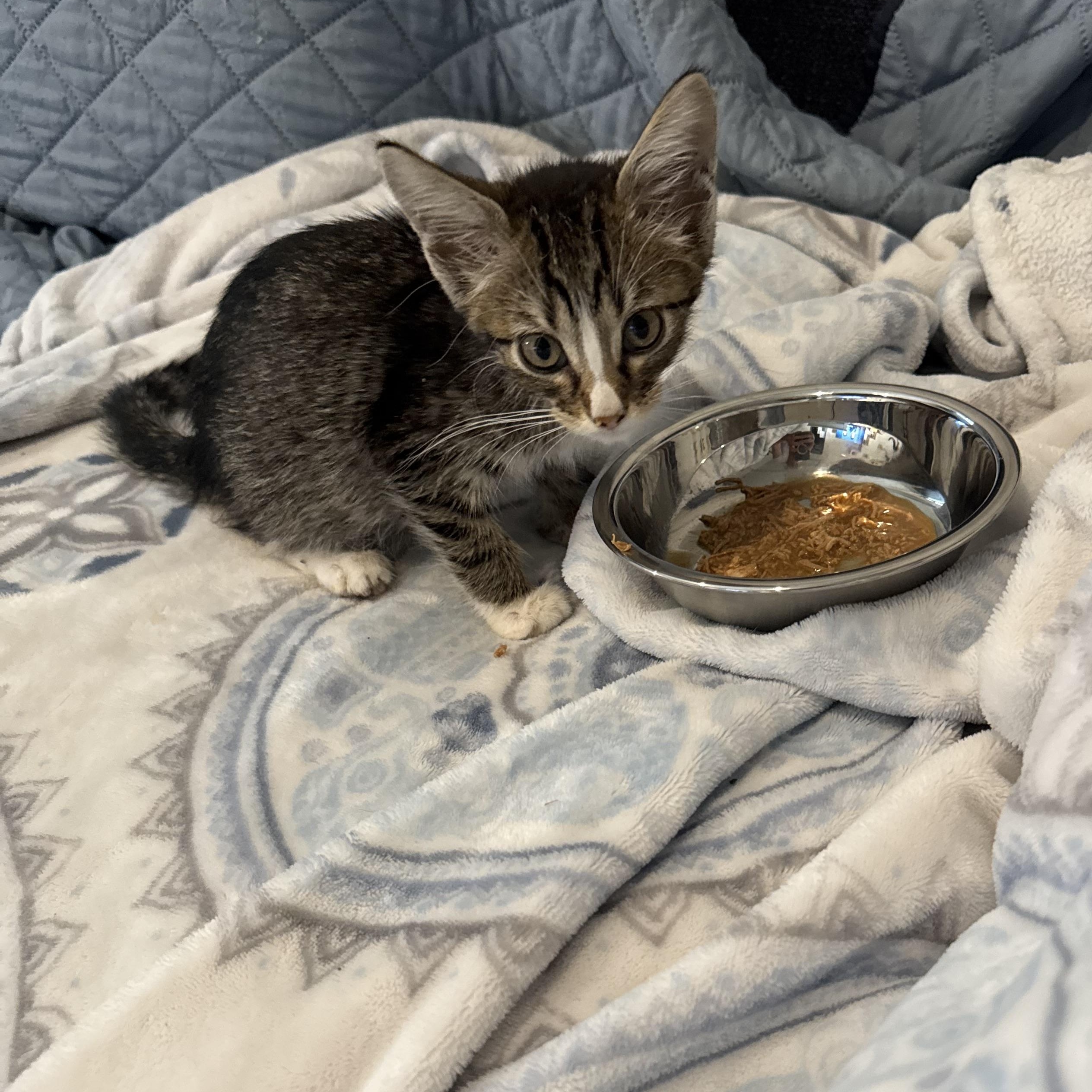 Bailey - extra sweet and BFF’s with Firefly 3