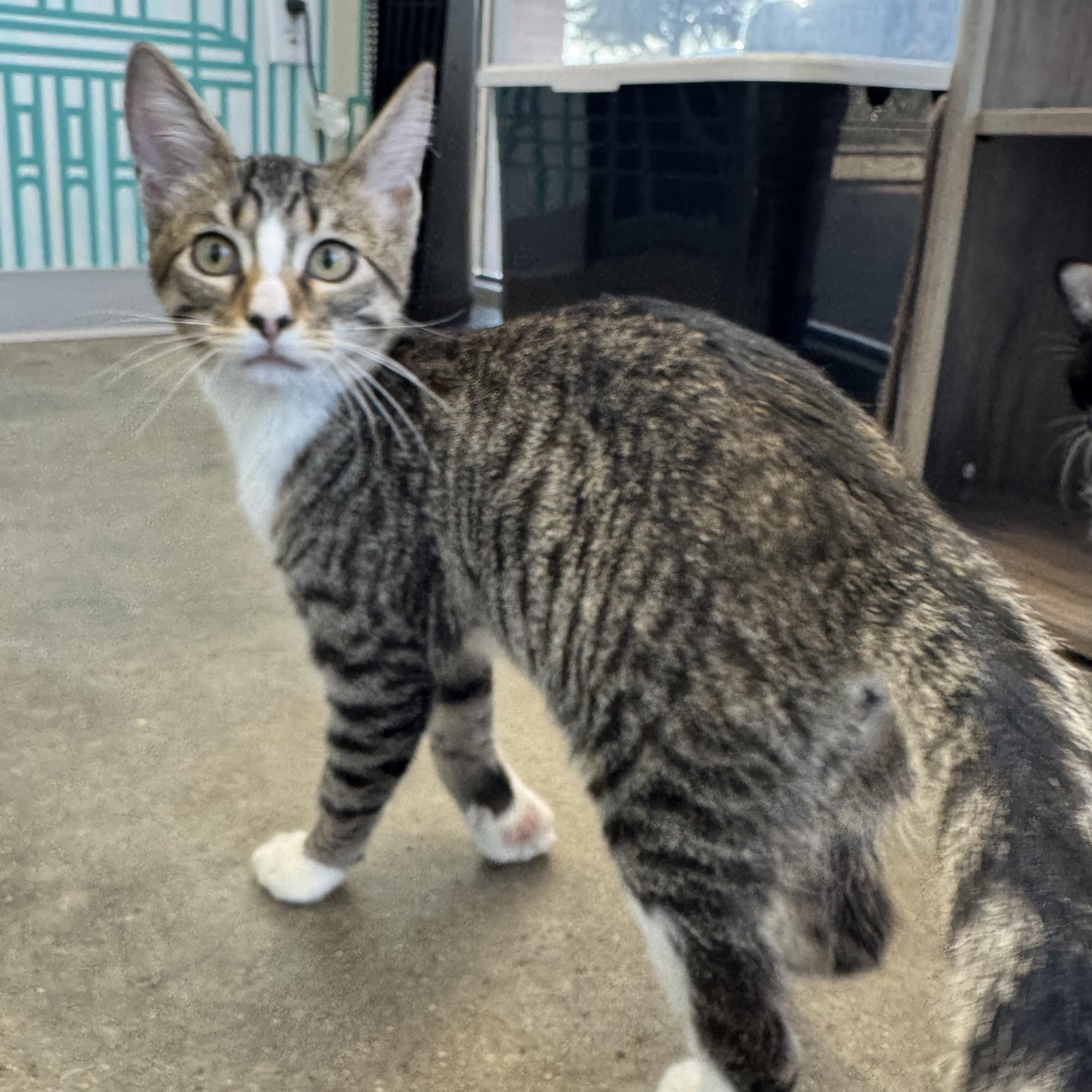 Bailey - extra sweet and loves cats, a Adoptable Tabby in Austin, TX image 4/6