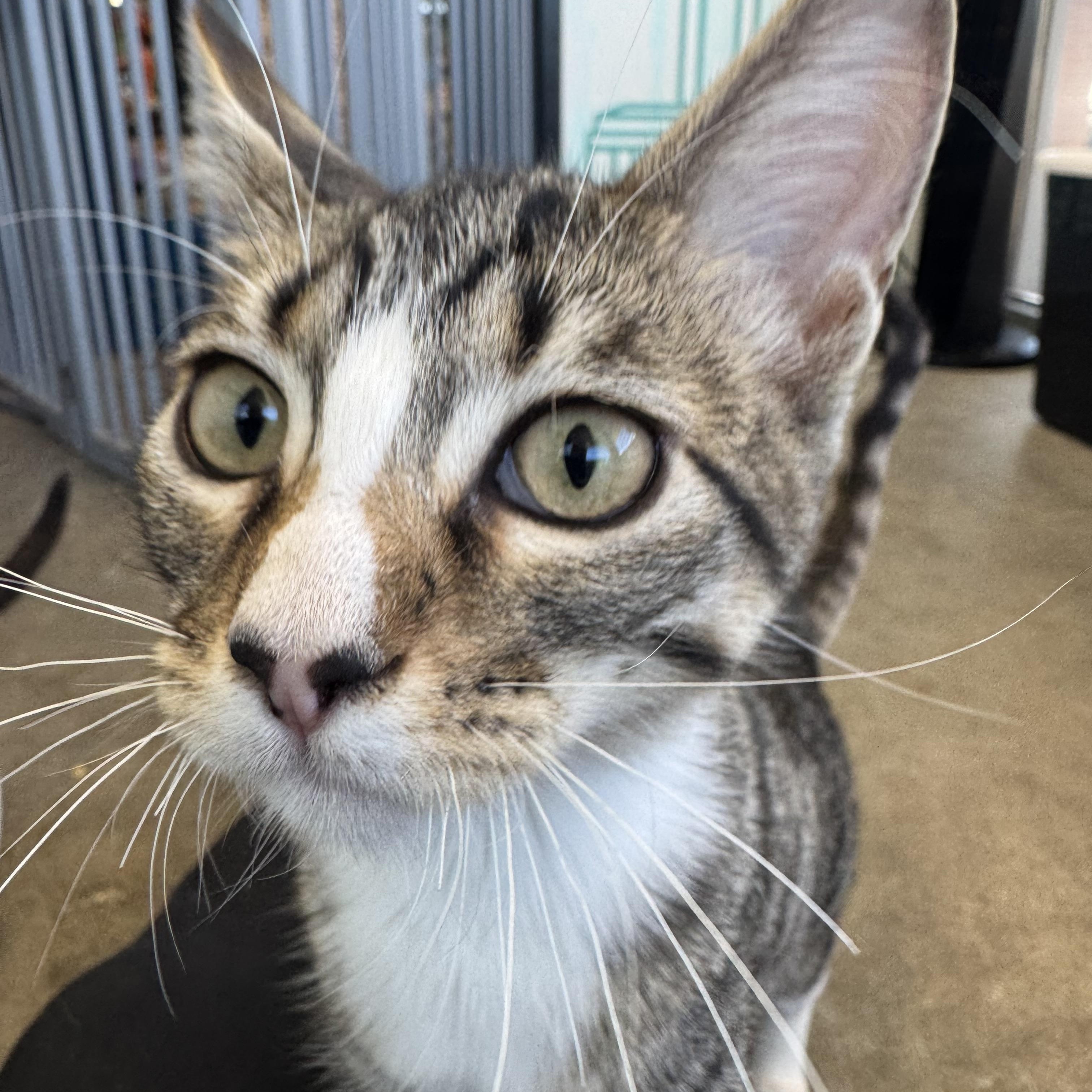 Bailey - extra sweet and loves cats