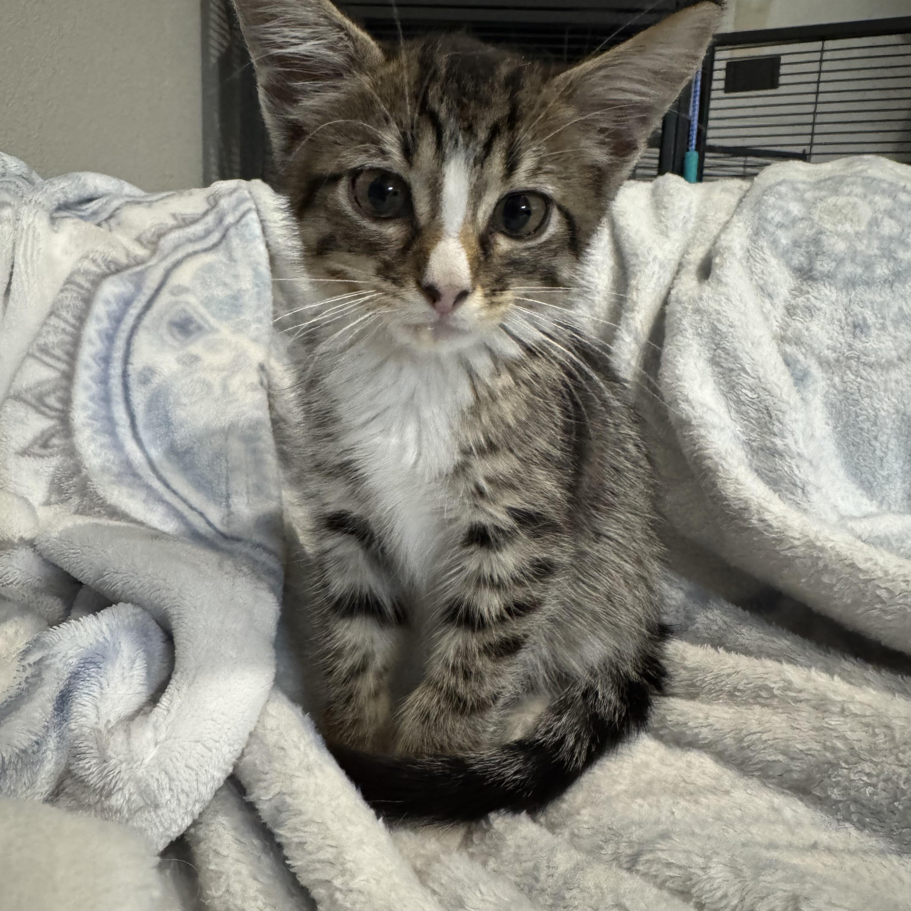 Bailey - extra sweet and loves cats